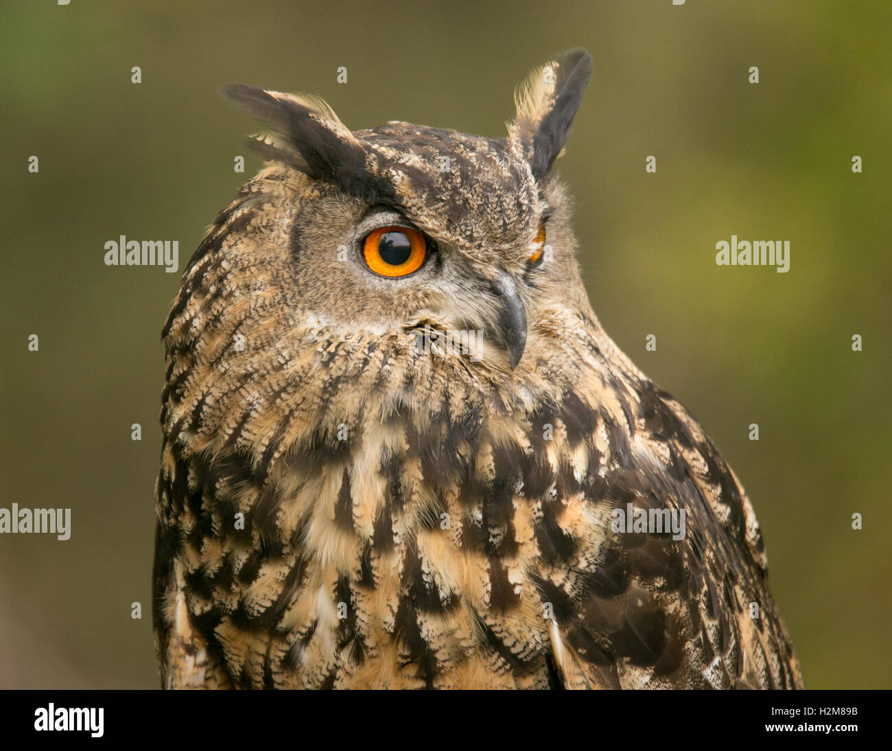 Close Up Eurasian Owl Stock Photo