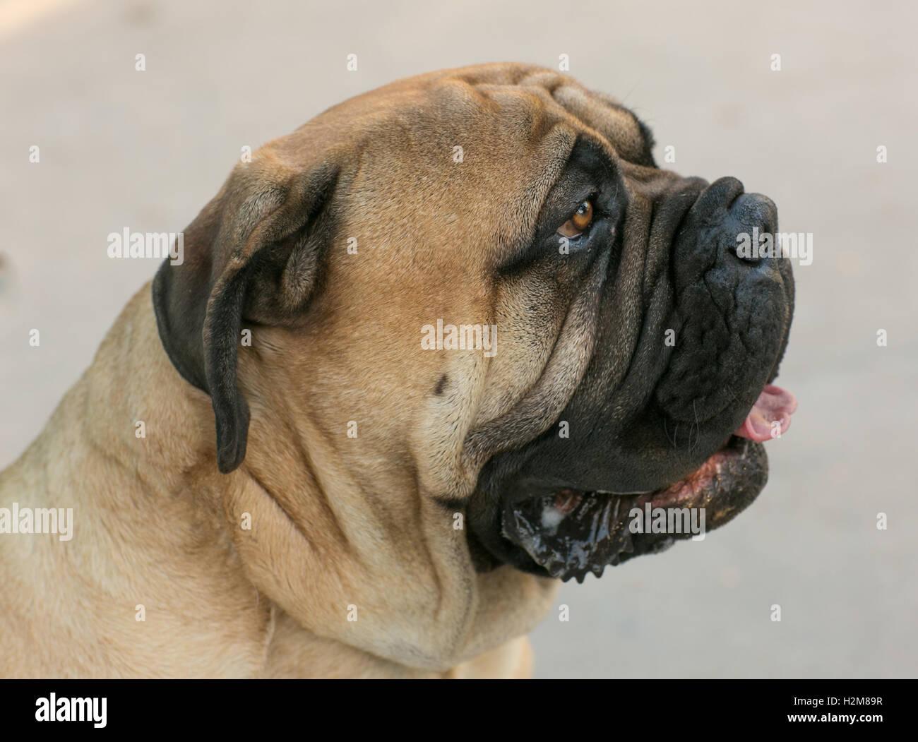 Close Up Pug Dog Stock Photo
