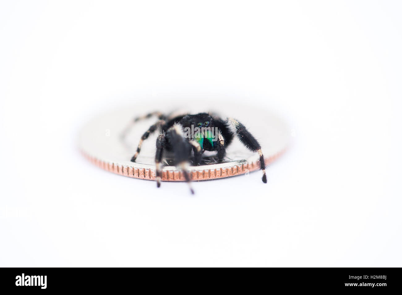 A Macro Jumping Spider Shot Stock Photo