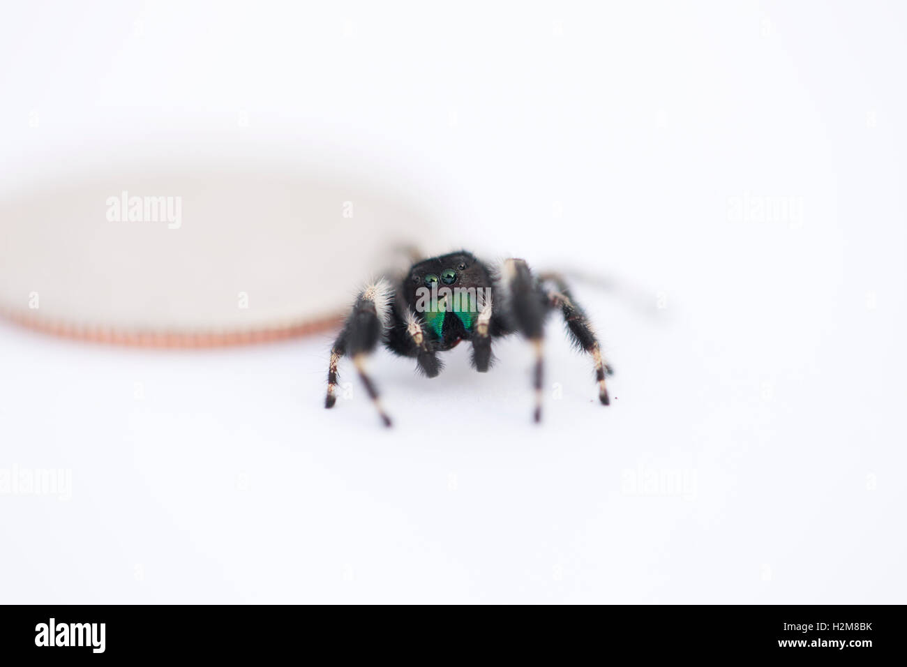 Macro Shot Of A Jumping Spider Stock Photo