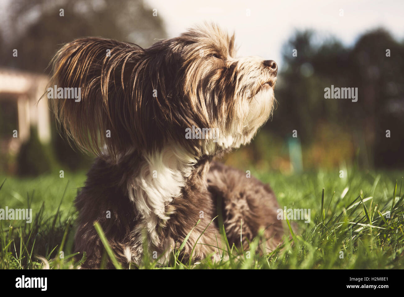 Chinese crested powder puff hires stock photography and images Alamy