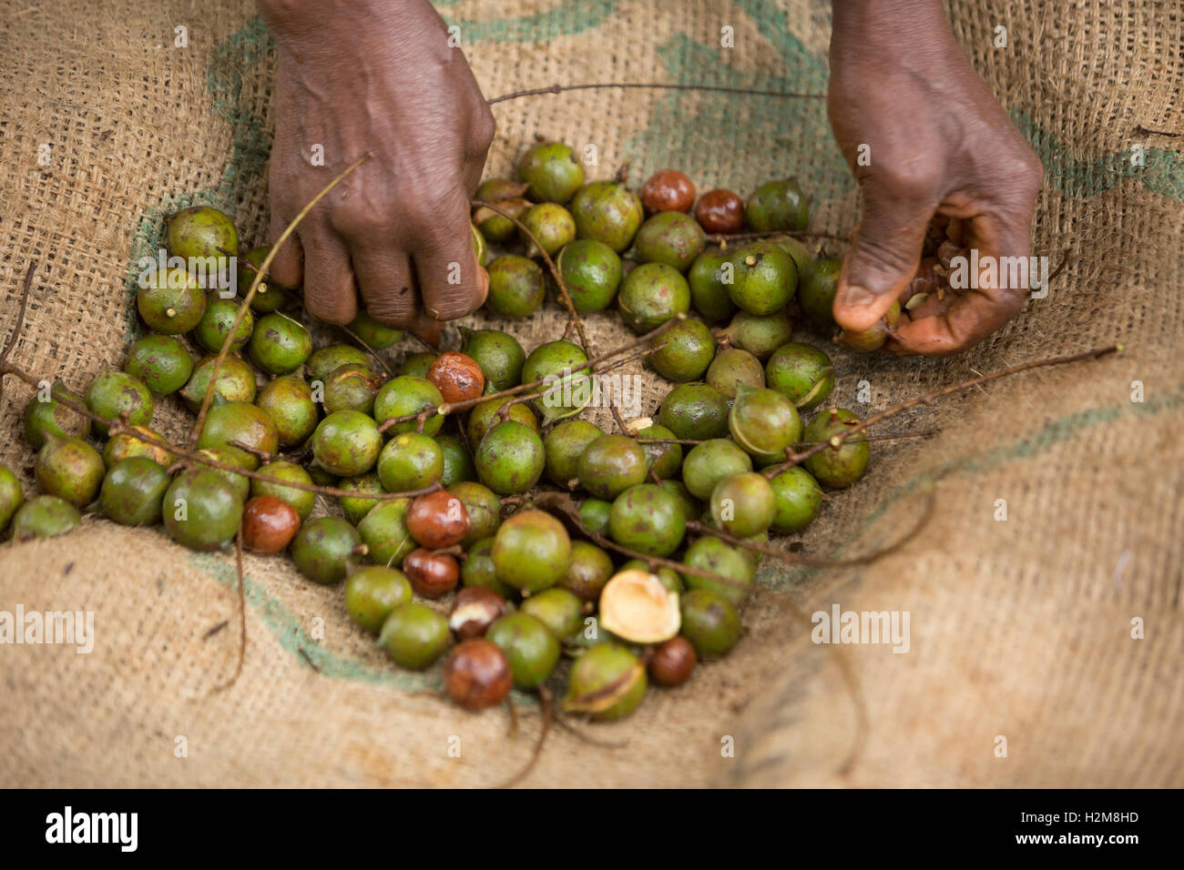 A fair trade nut grower forages for macadamia nuts in Kirinyaga County