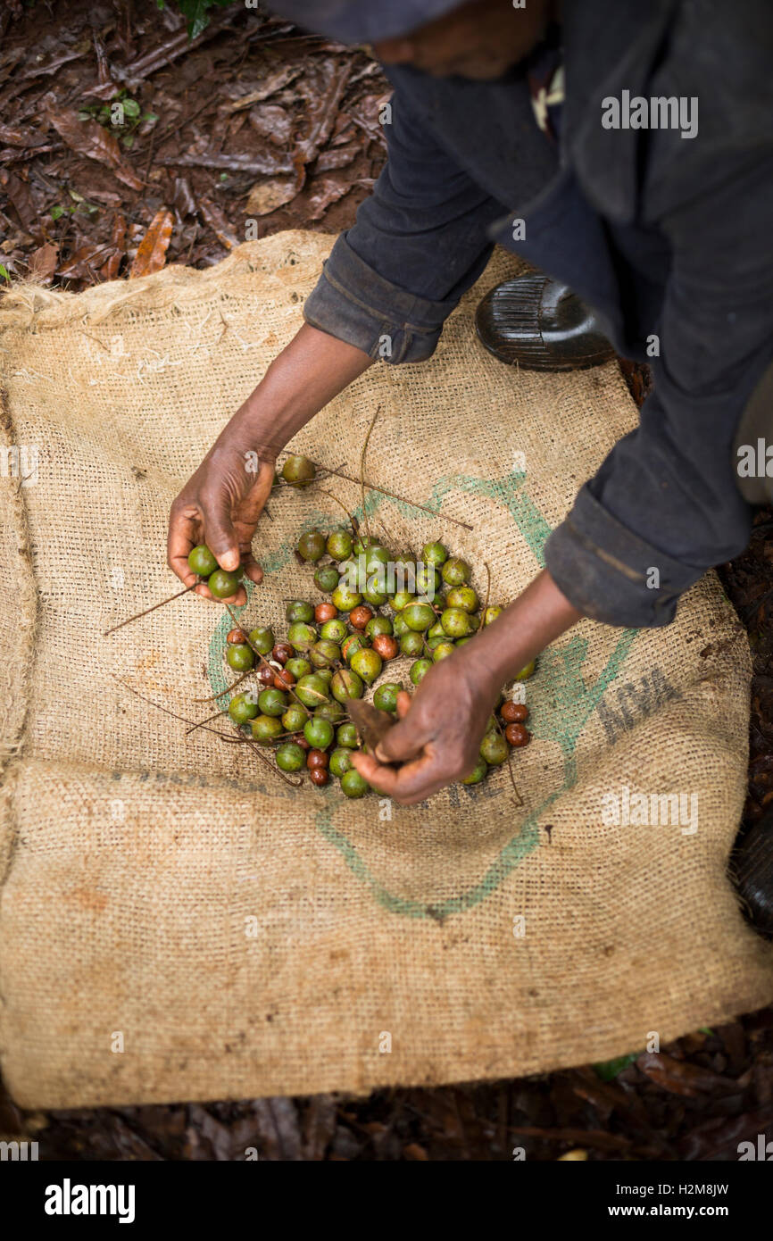 Macadamia nut farm hires stock photography and images Alamy