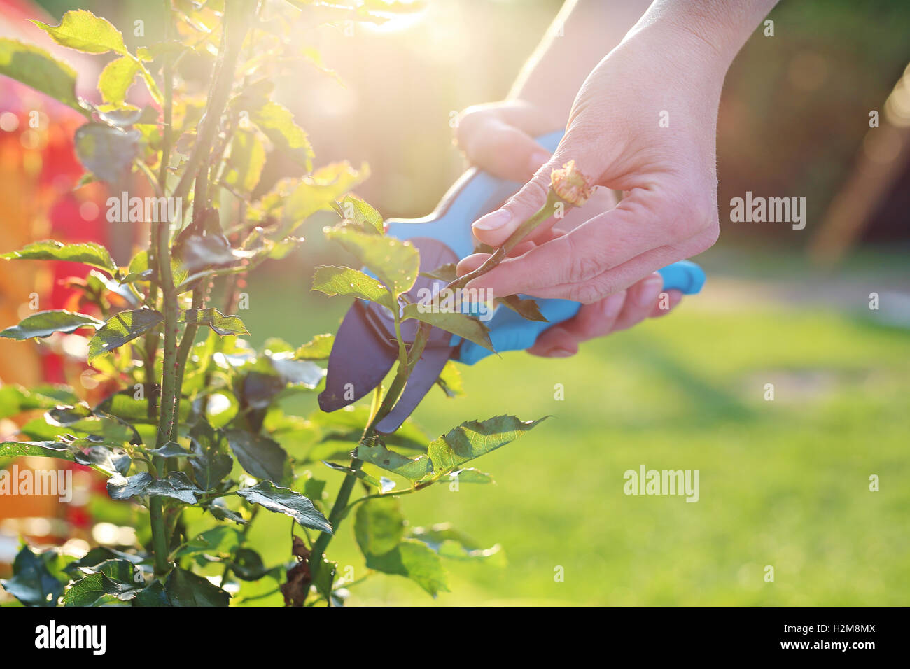 Faded stems of roses, pruning. Care rose bushes. Gardener pruning shears cut shrubs roses Stock