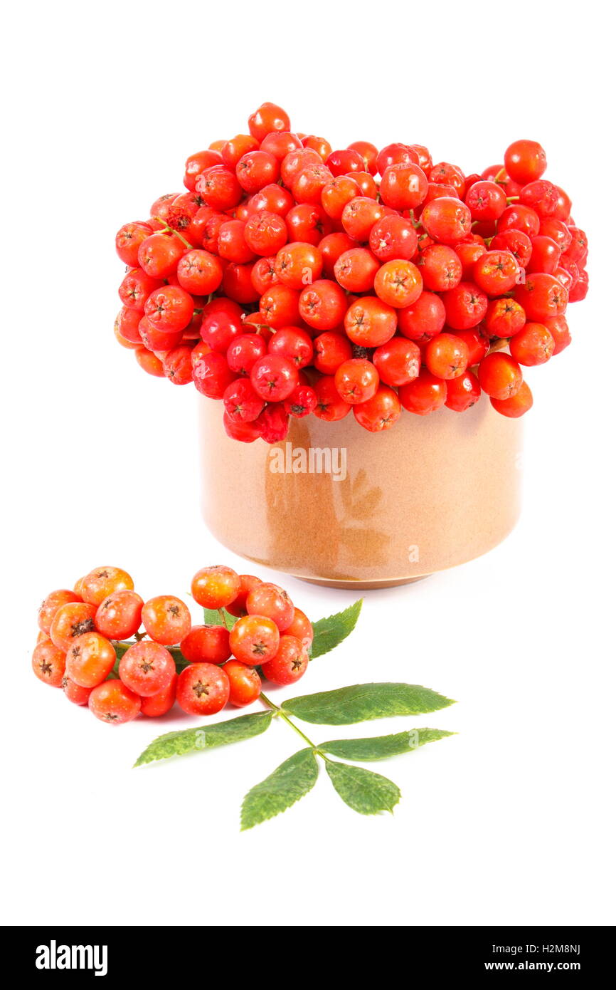 Bunch of red autumn rowan with green leaves on white background Stock ...