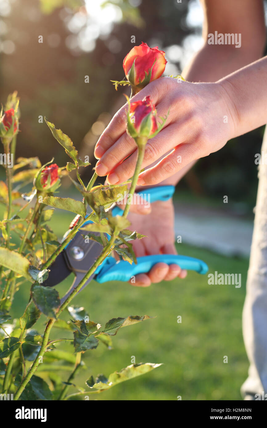 Pruning shears roses hires stock photography and images Alamy