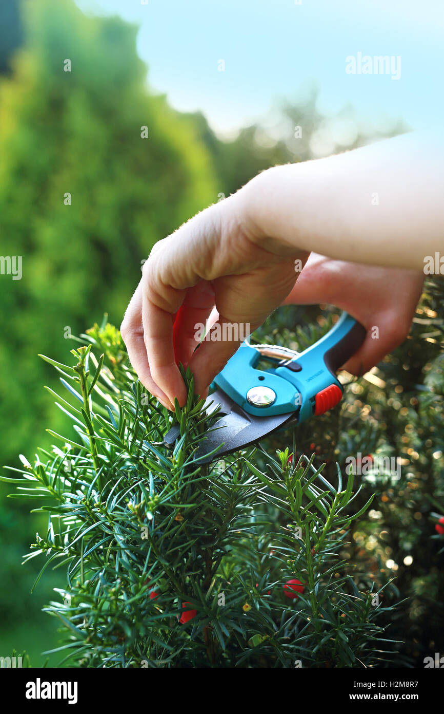 Cis, green bush shrub. Cut bush in the garden. Forming a hedge of yew