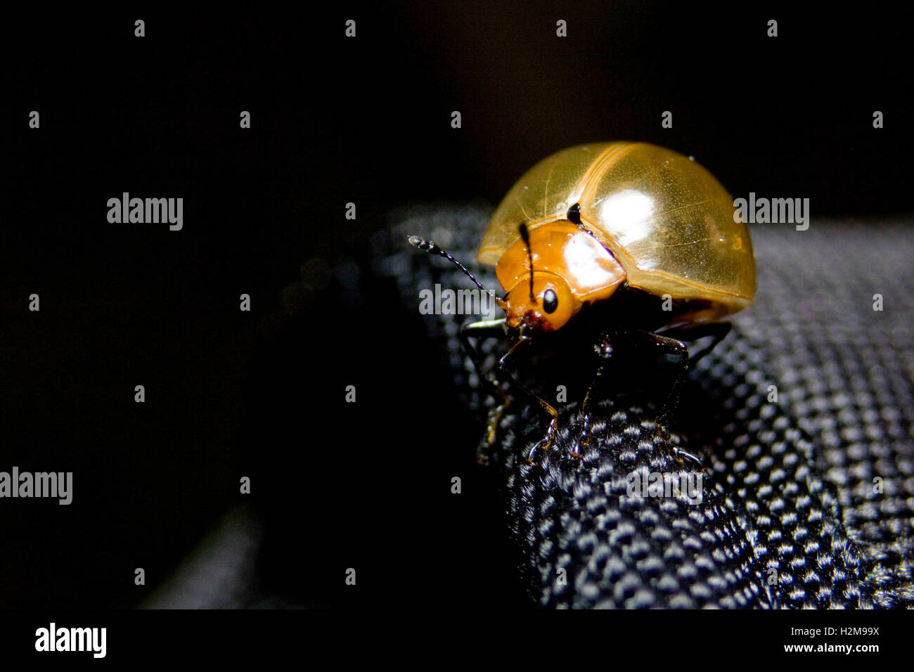 Spotted golden thistle hi-res stock photography and images - Alamy