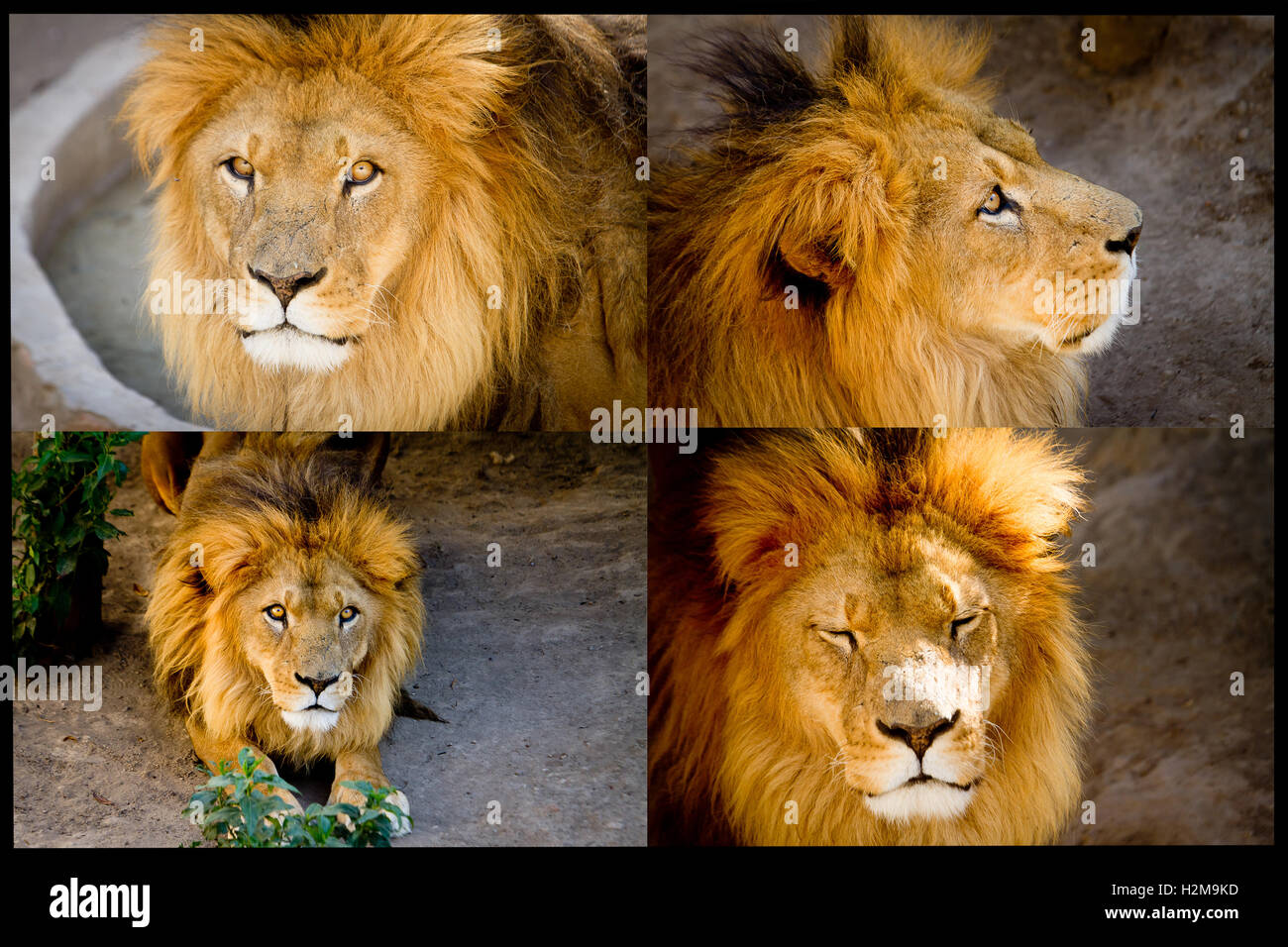 Lion roaring at the sky hi-res stock photography and images - Alamy