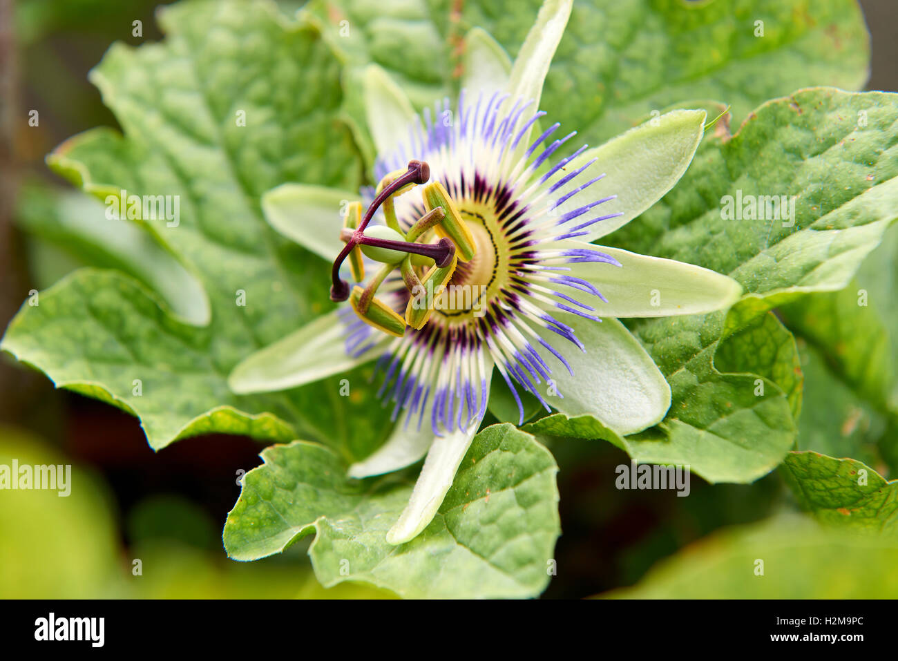Blue and White Passion flowers or passion vines (Passiflora caerulea) Stock Photo