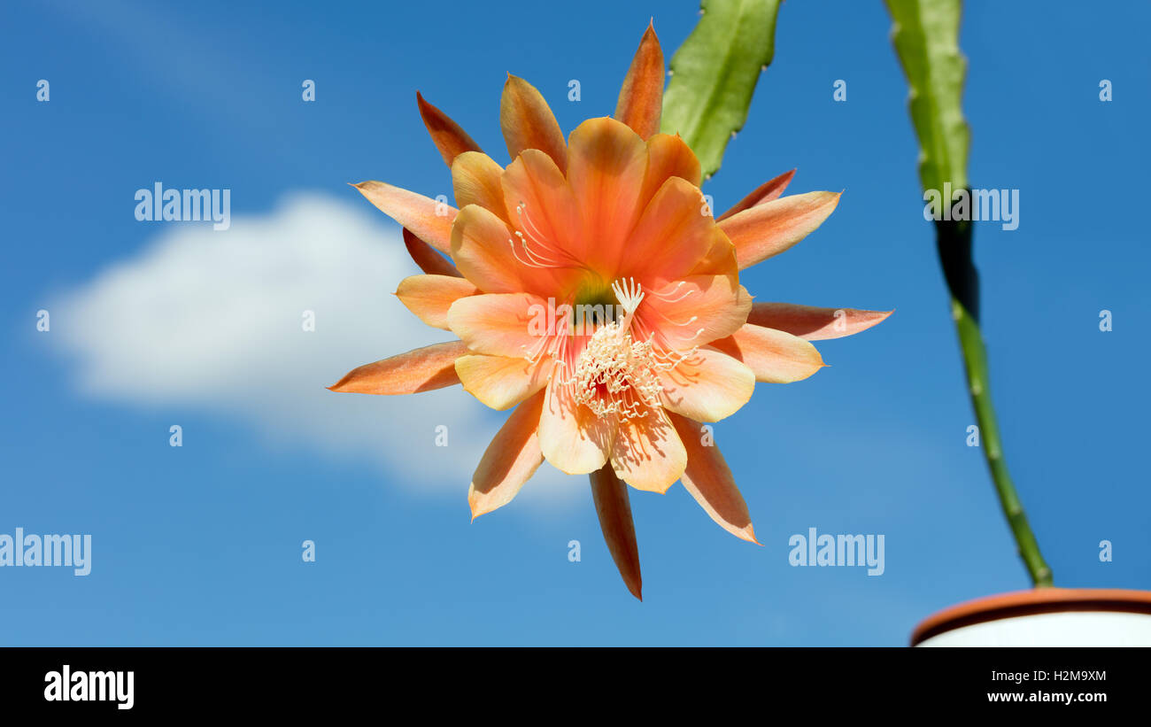 Cactus Epiphyllum Hybrid with orange  blossom on blue sky Stock Photo