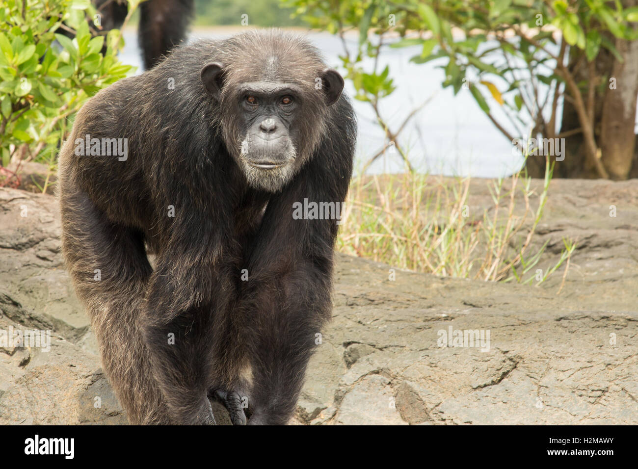 A chimpanzee stands on a rock at the waters edge on Monkey Island in Liberia. Stock Photo
