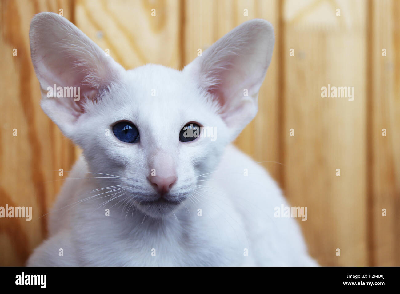White oriental cat with eyes of different colors. Stock Photo