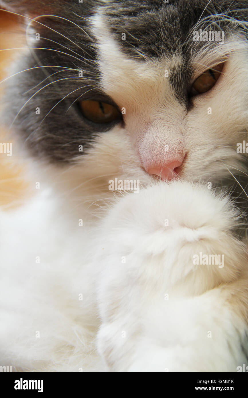 Cat of grey and white colours close-up photo Stock Photo - Alamy