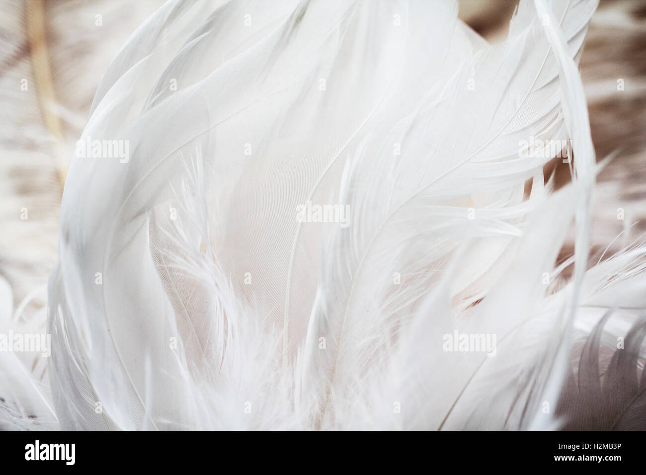 White feathers beautiful isolared background Stock Photo