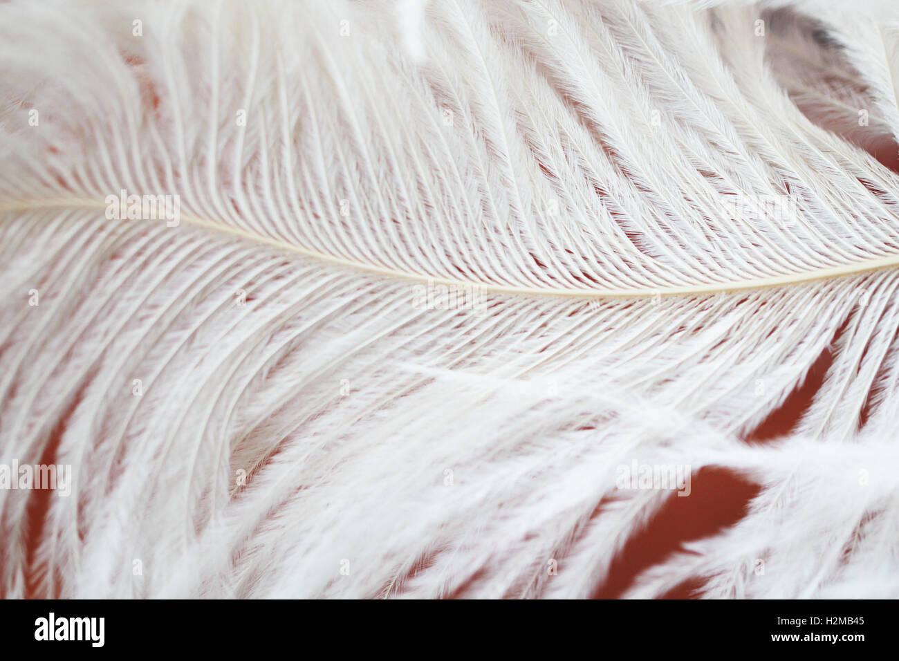 White feathers beautiful isolared background Stock Photo
