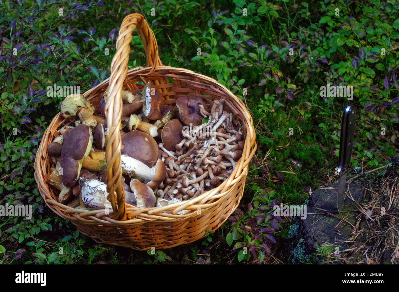 Forest Mushrooms Basket main image 1