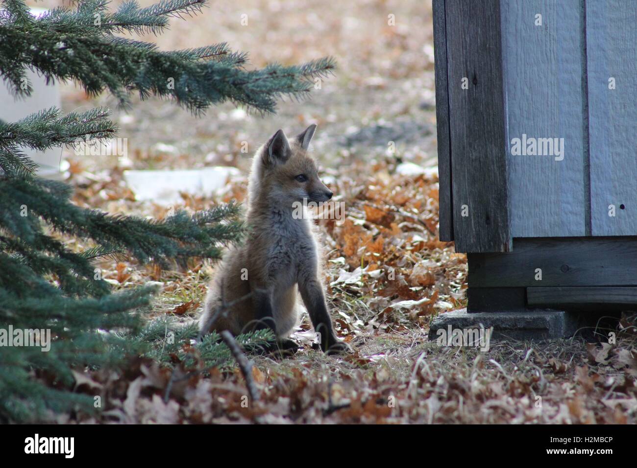 Fox Kit Sitting By A Pine Tree Stock Photo
