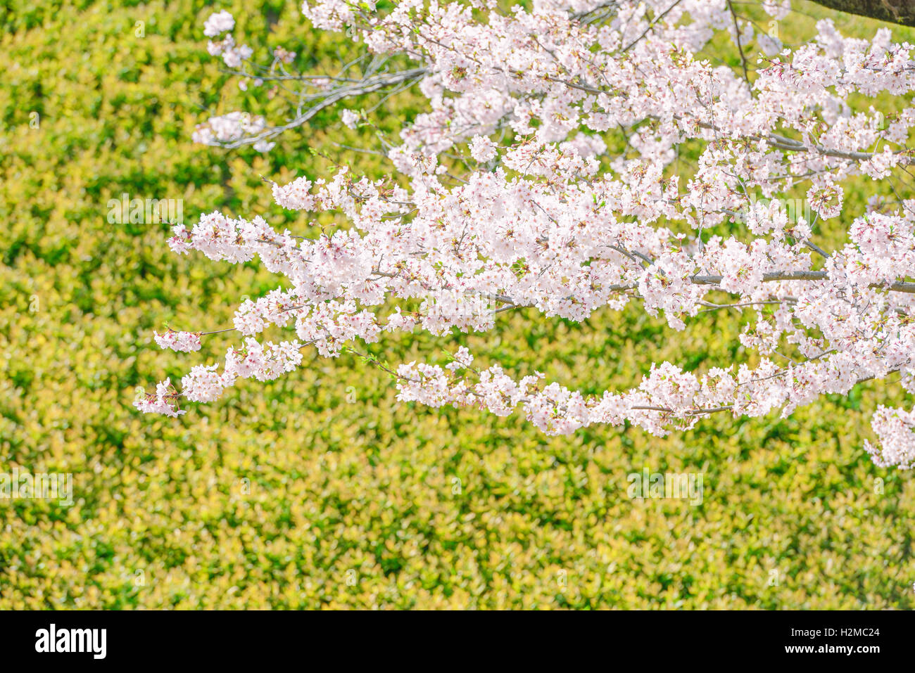 View cherry blossoms hi-res stock photography and images - Alamy