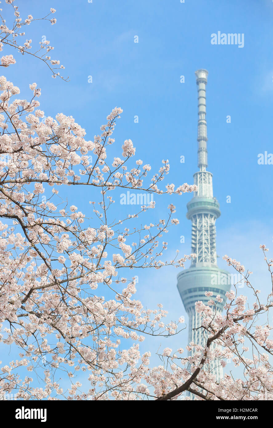 Cherry blossoms and Skytree tower Stock Photo