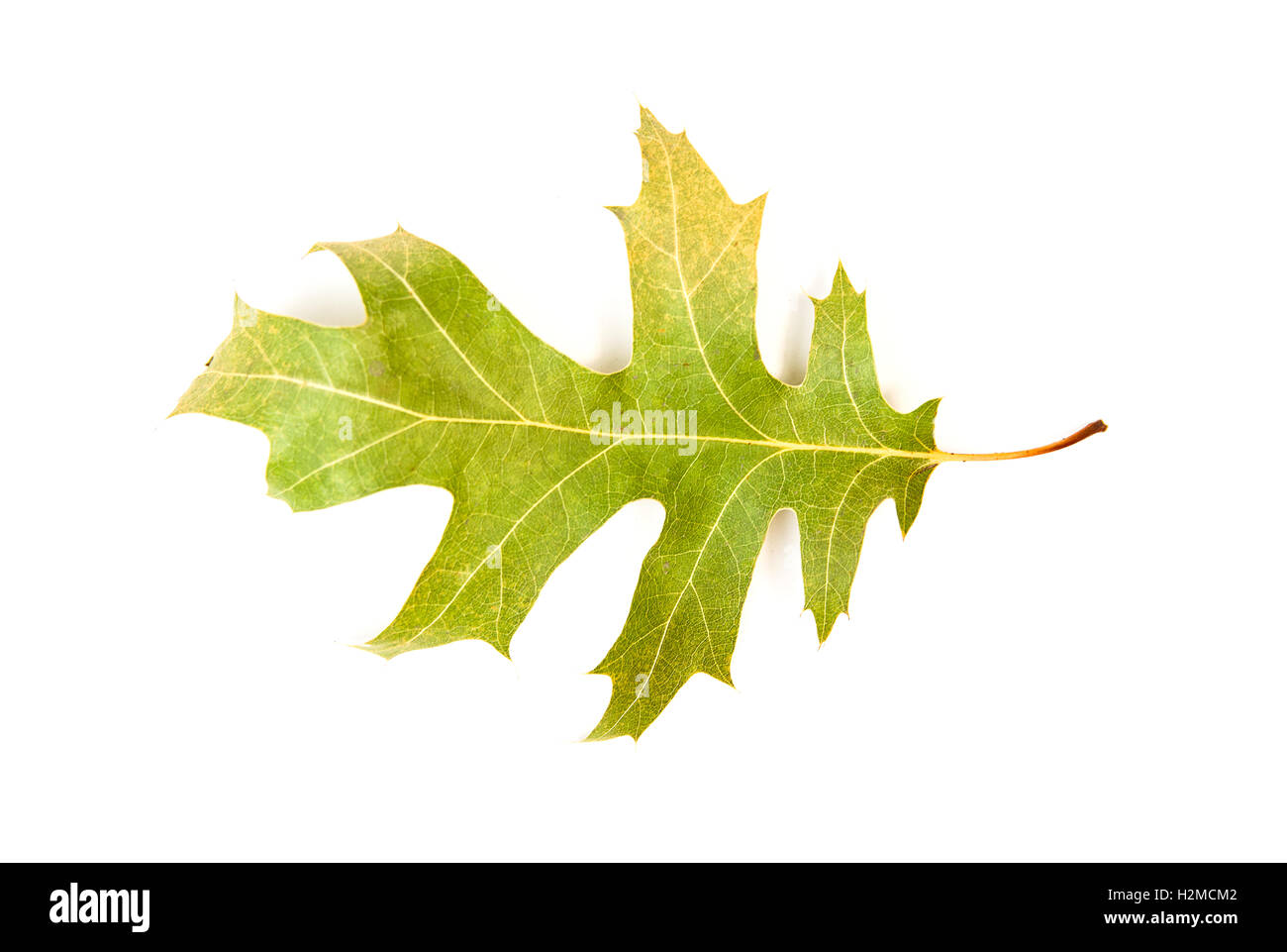 White oak leafs hi-res stock photography and images - Alamy