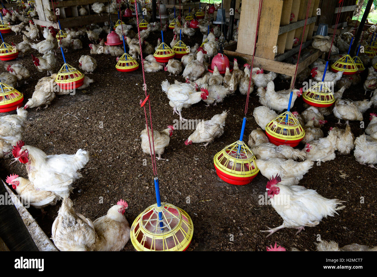 NIGERIA, Oyo State, Ibadan, chicken coop, keeping of layer hen for egg