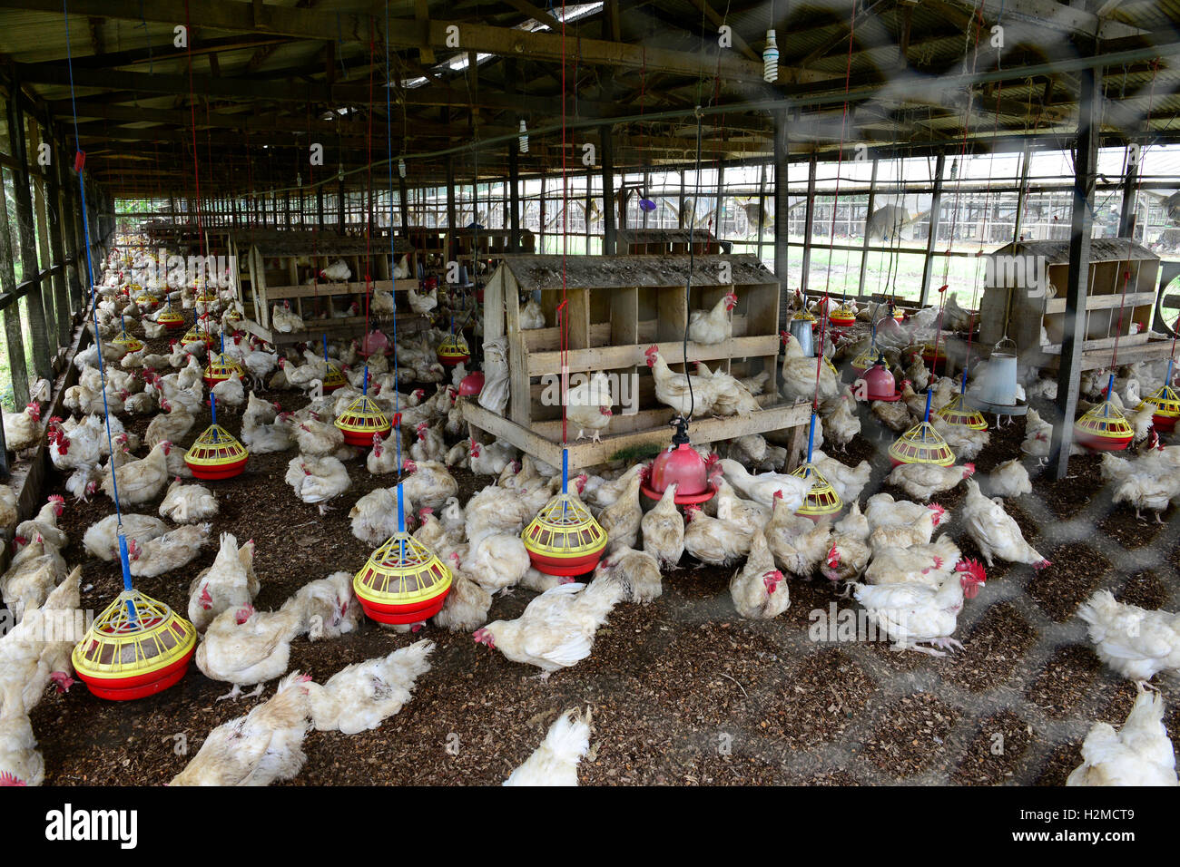 Egg layers hires stock photography and images Alamy