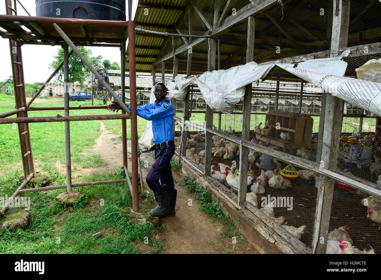 NIGERIA, Oyo State, Ibadan, chicken coop, keeping of layer hen for egg