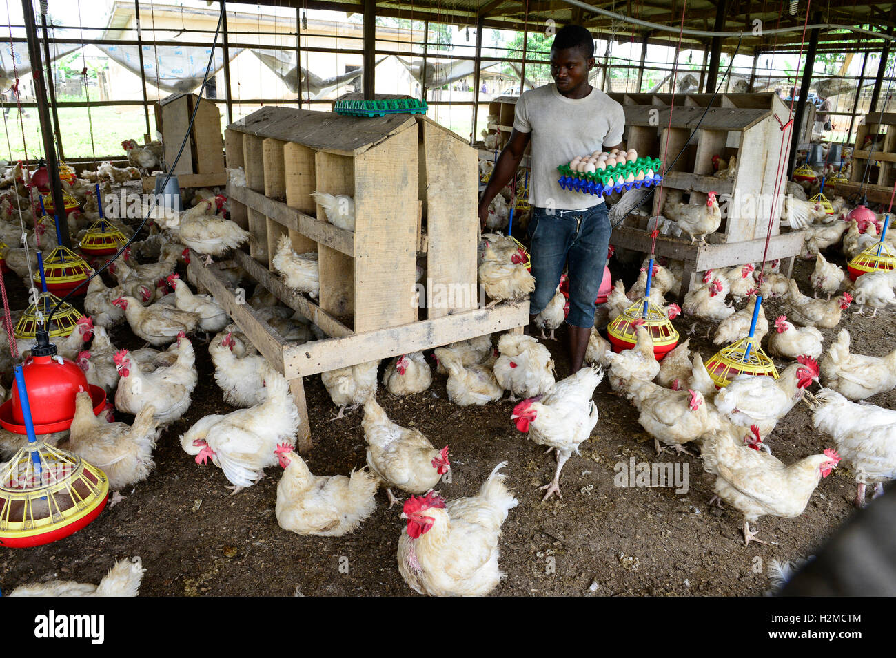 NIGERIA, Oyo State, Ibadan, chicken coop, keeping of layer hen for egg
