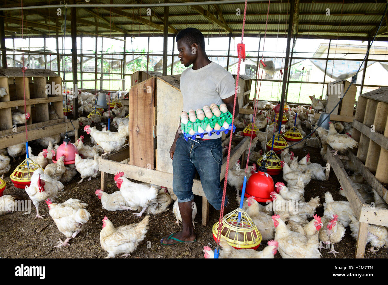 Egg layers hires stock photography and images Alamy