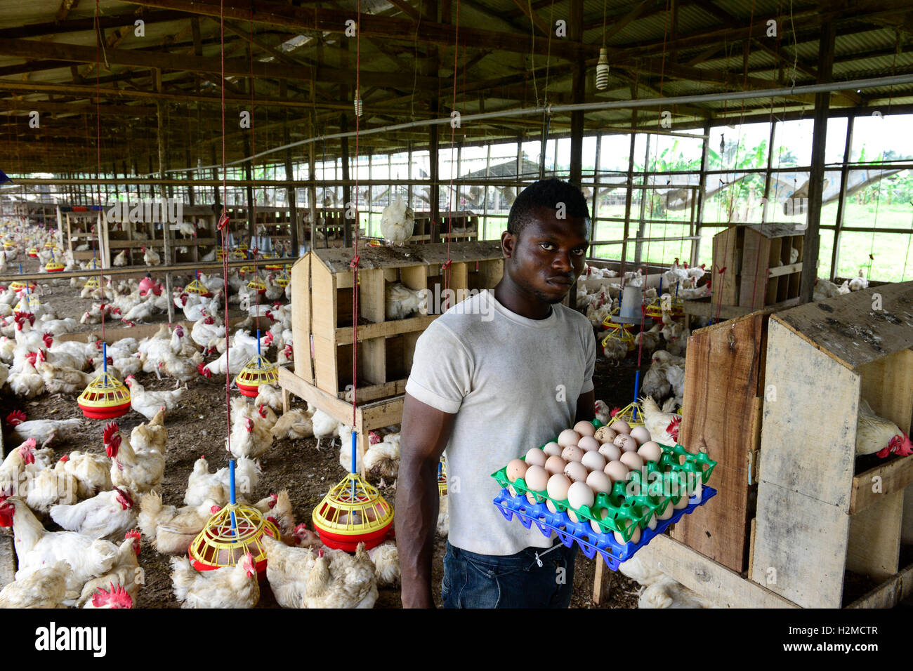 NIGERIA, Oyo State, Ibadan, chicken coop, keeping of layer hen for egg