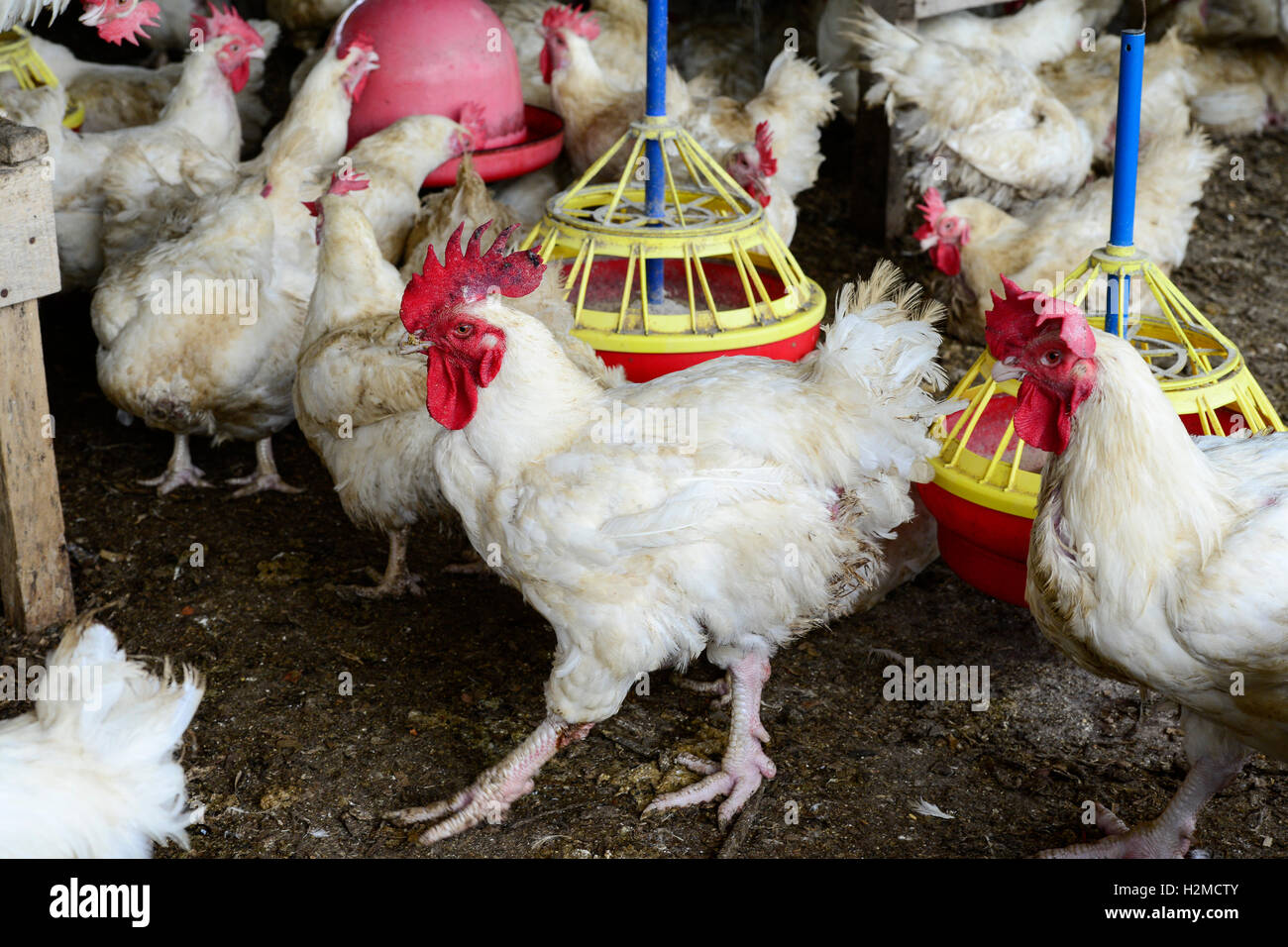 NIGERIA, Oyo State, Ibadan, chicken coop, keeping of layer hen for egg