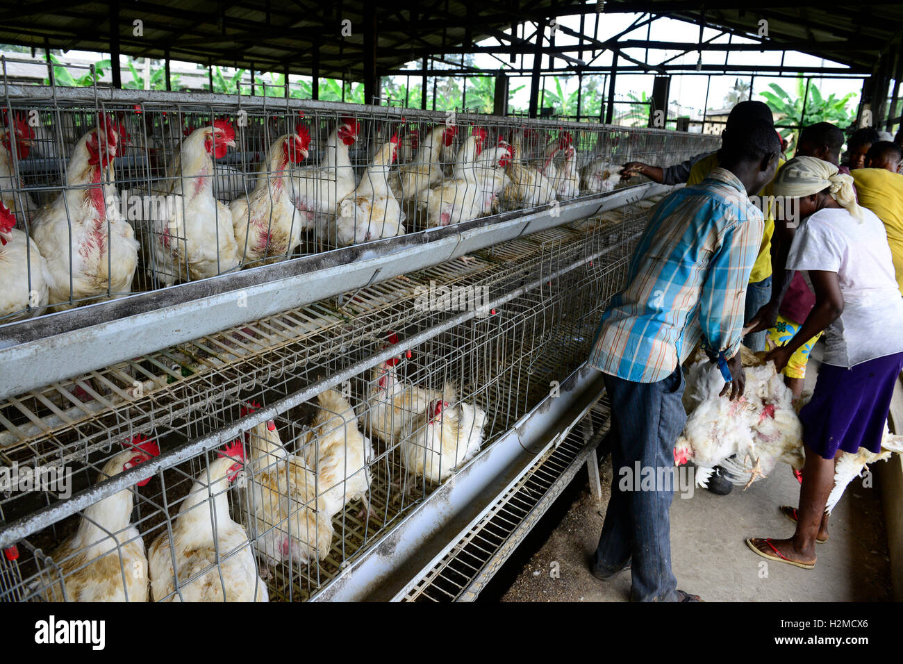 NIGERIA, Oyo State, Ibadan, loading of old layer hens for sale as live  chicken on markets