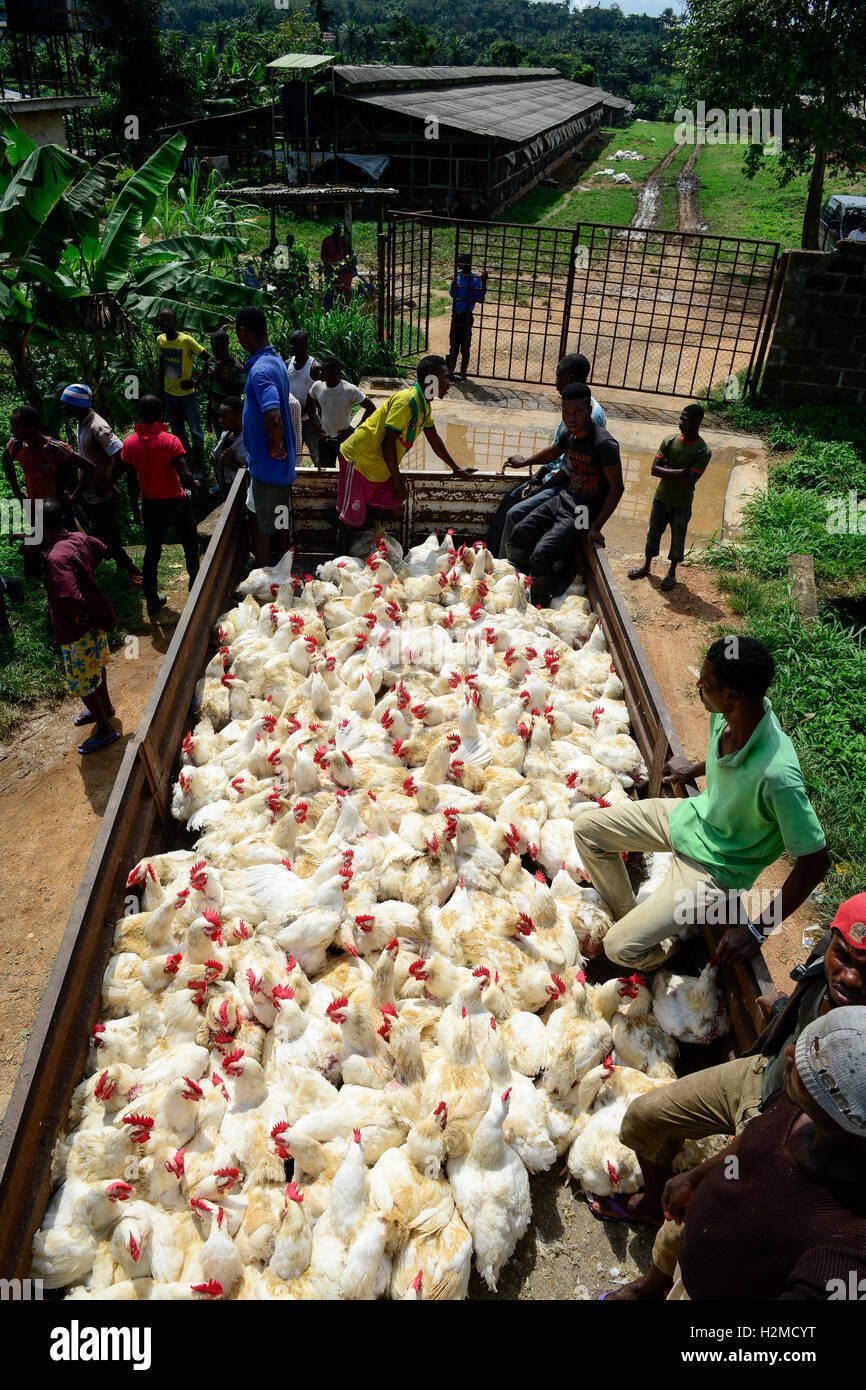 NIGERIA, Oyo State, Ibadan, loading and transport of old layer hens for  sale as live chicken on markets in Lagos / Legehennenhaltung, Verladung  alter Legehennen zum Verkauf als Suppenhuhn auf Maerkten in