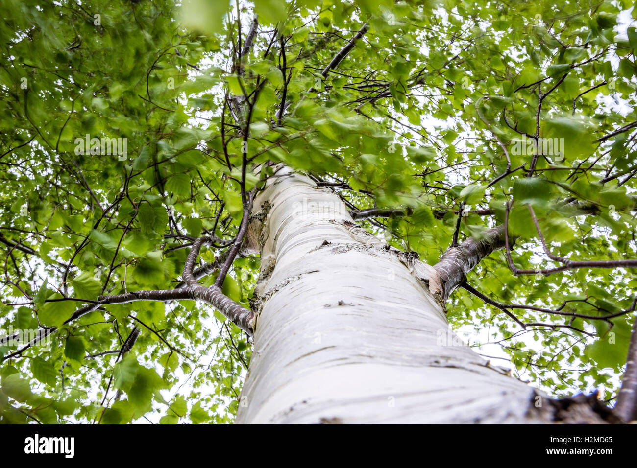 Wind blowing tree hi-res stock photography and images - Alamy