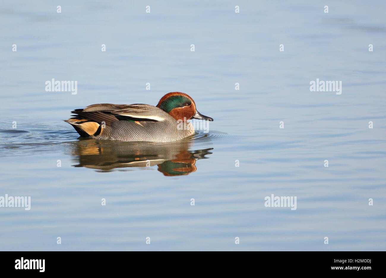 Eurasian Teal Stock Photo