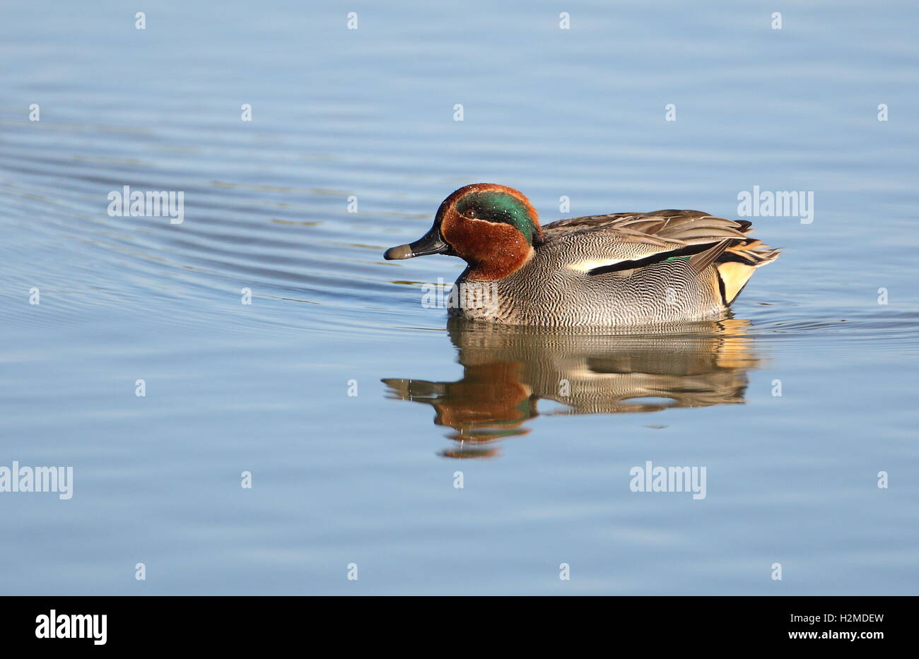 Eurasian Teal Stock Photo