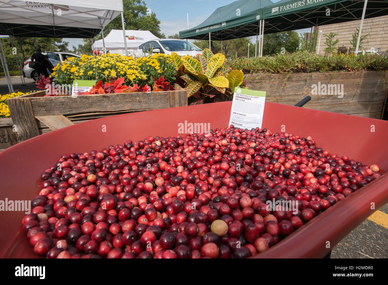 Ocean spray cranberries hires stock photography and images Alamy