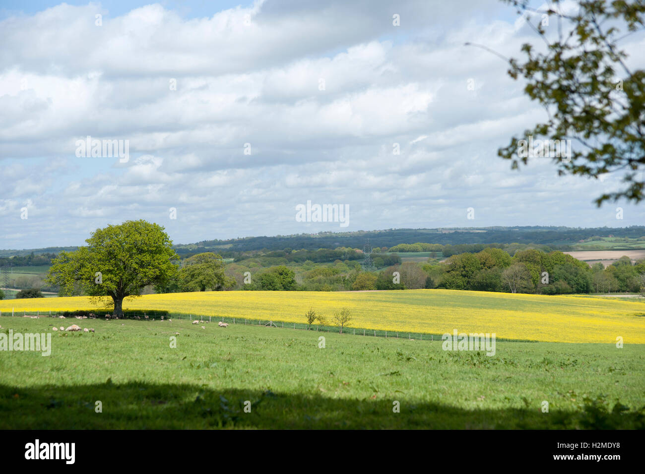 English countryside meadows and rapeseed field with mature tree on a sunny spring day with a few white clouds in a blue sky. Stock Photo