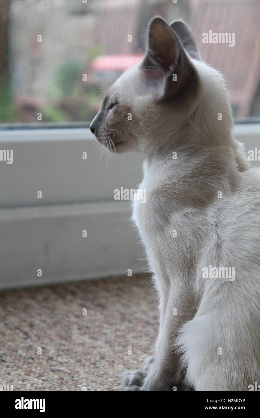 Blue point siamese kitten looking out the window Stock Photo