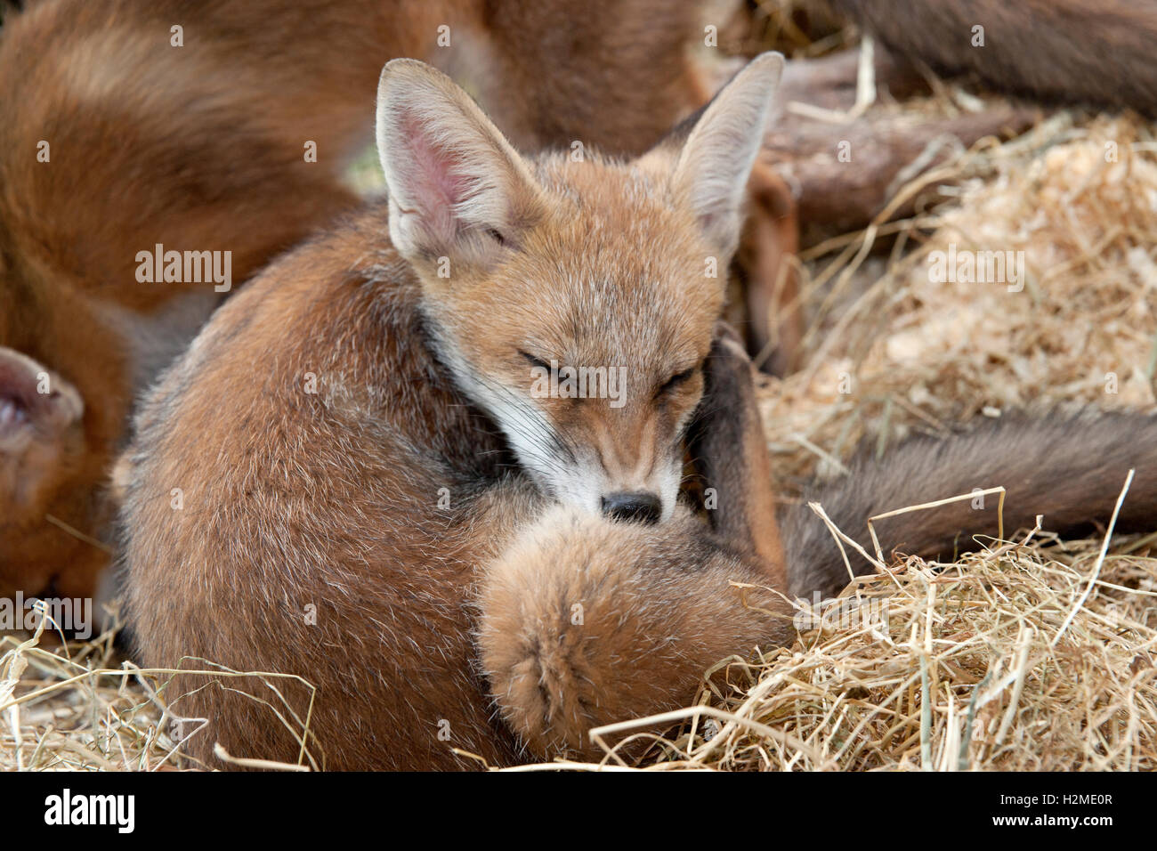 Fox cub nibbling it's leg Stock Photo