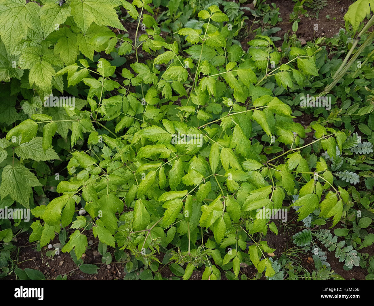 Traubensilberkerze, Cimicifuga, racemosa, Jungpflanze, Heilpflanze Stock Photo