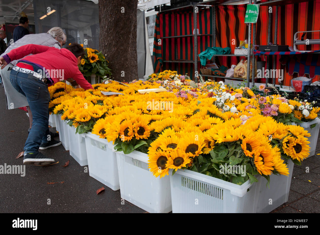 sunflowers for sale in a market Stock Photo