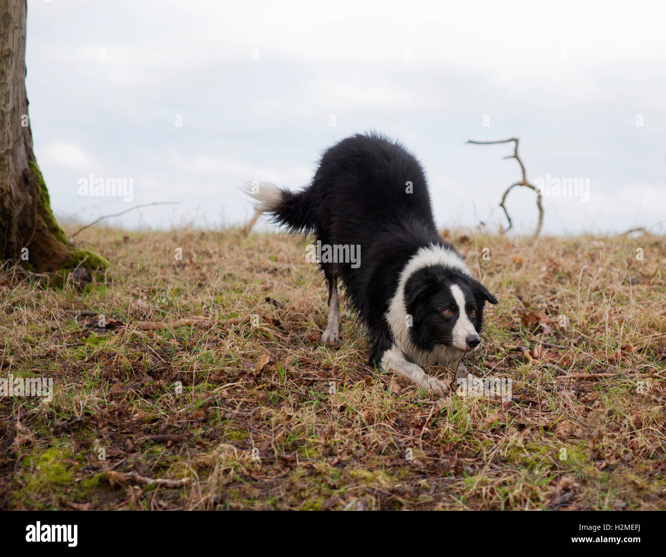 A border collie coming over the brow of a hill and down a bank Stock Photo