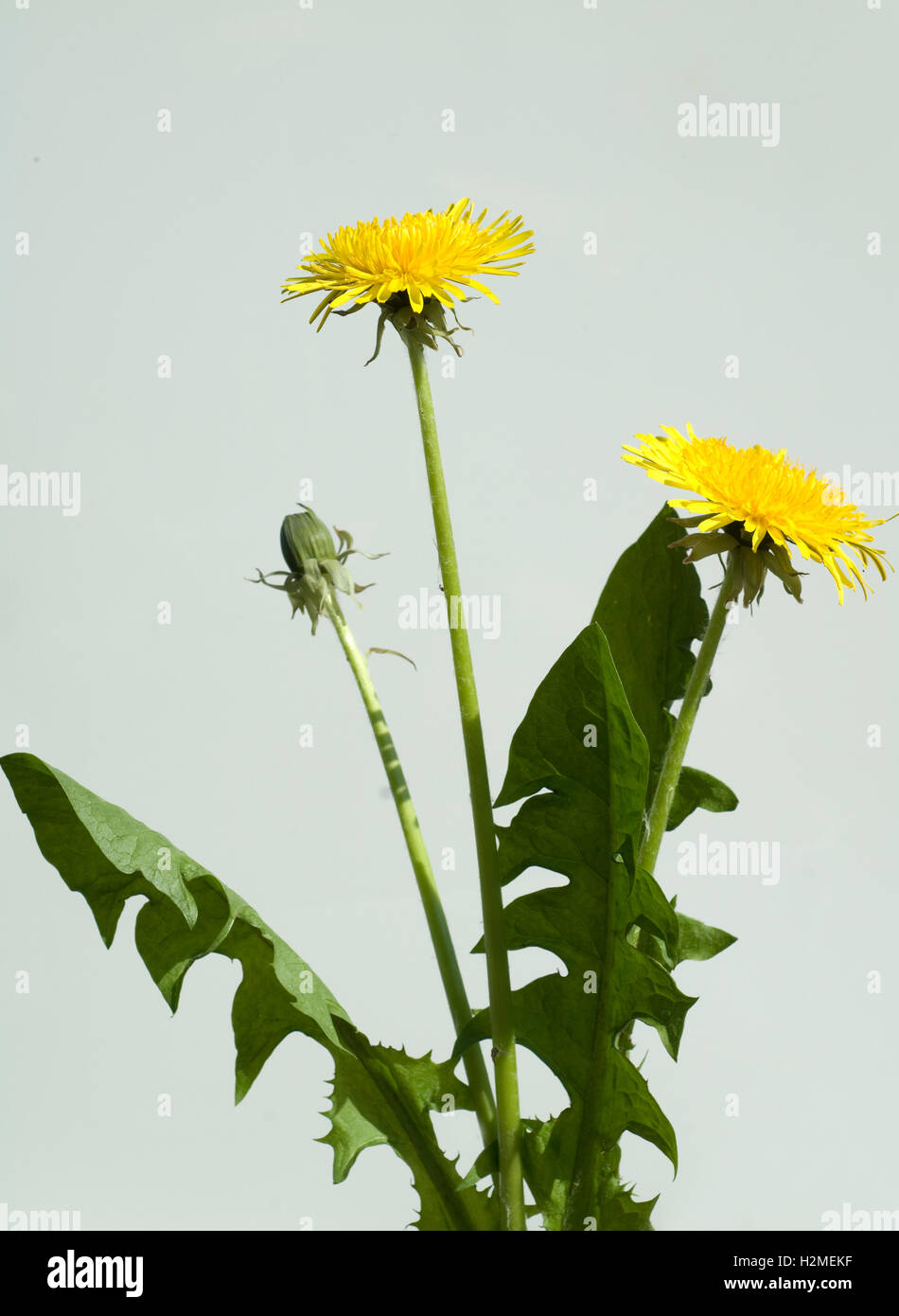 Loewenzahn; Taraxacum; officinale; Pusteblume, Heilpflanze Stock Photo