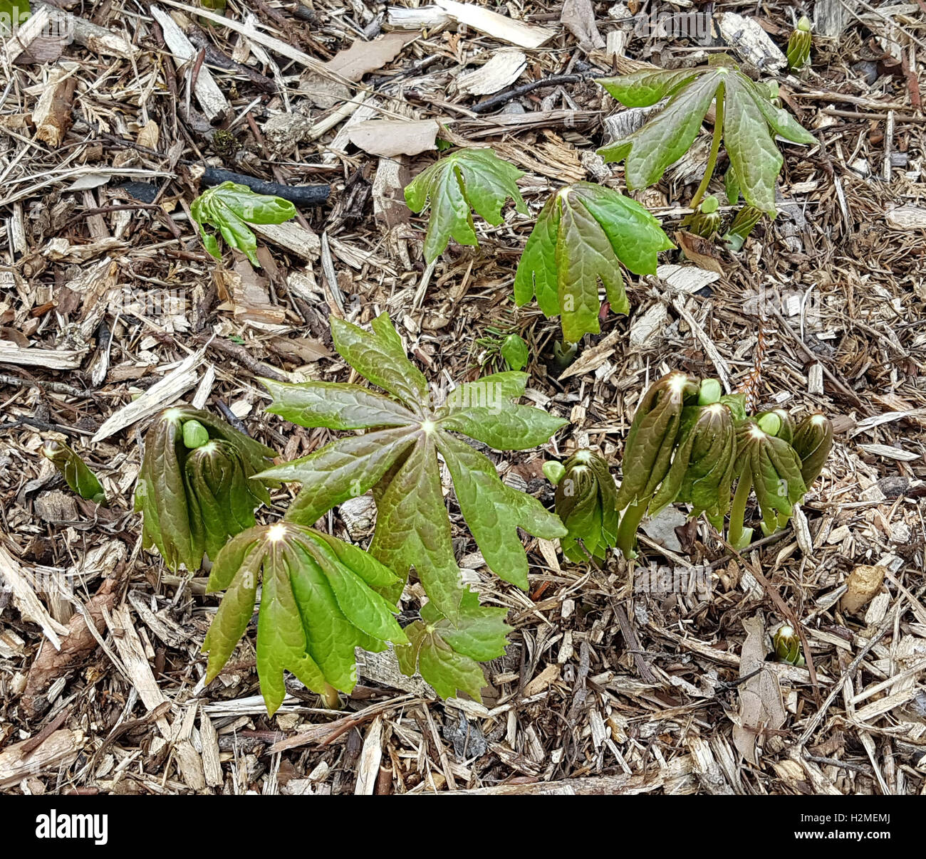 Maiapfel; Podophyllum; peltatum; Entenfuss; Gewoehnlicher, Heilpflanze Stock Photo