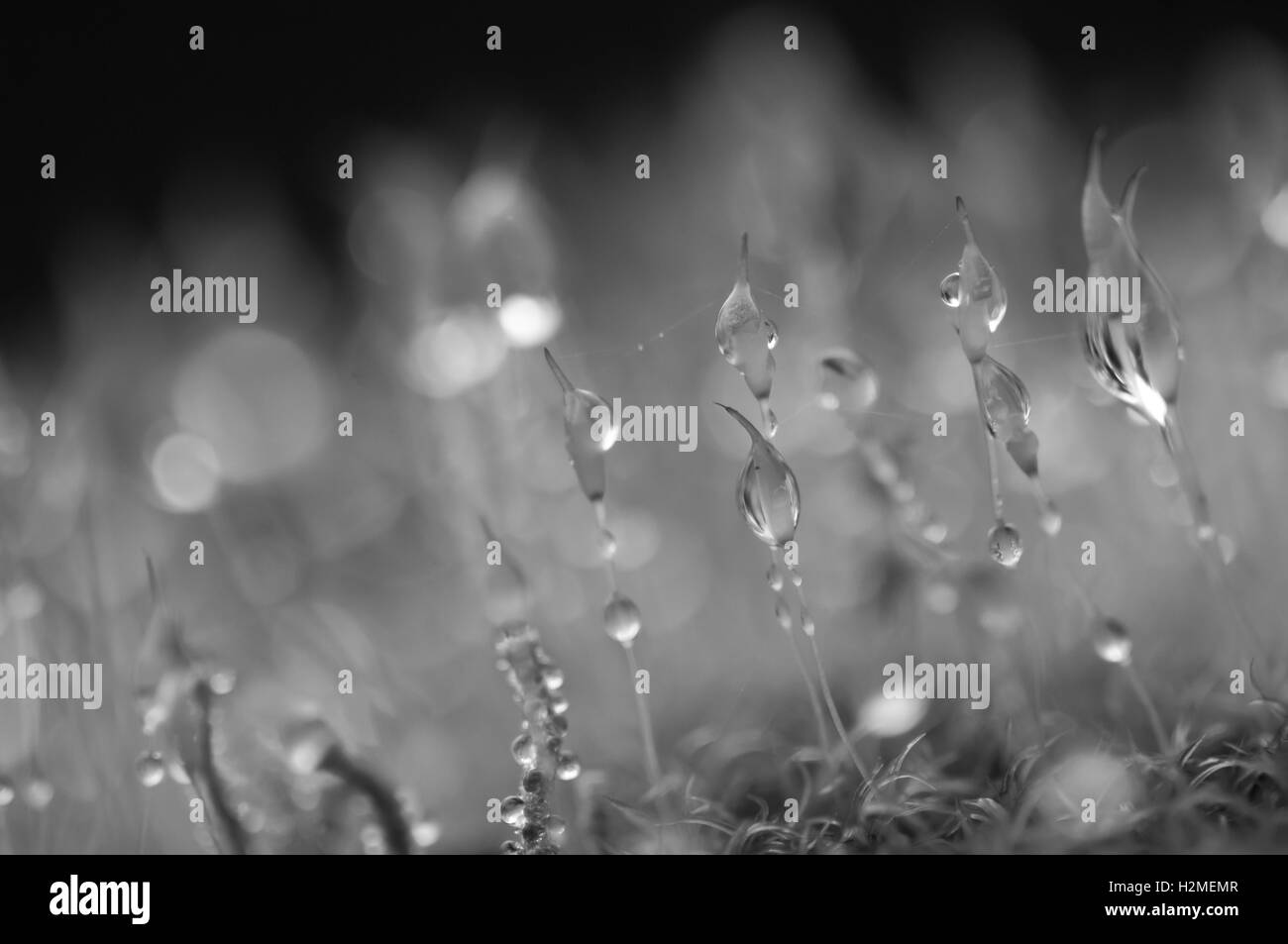 Raindrops caught in moss with a spiders web laced along the tops of the moss fronds, Essex, November Stock Photo