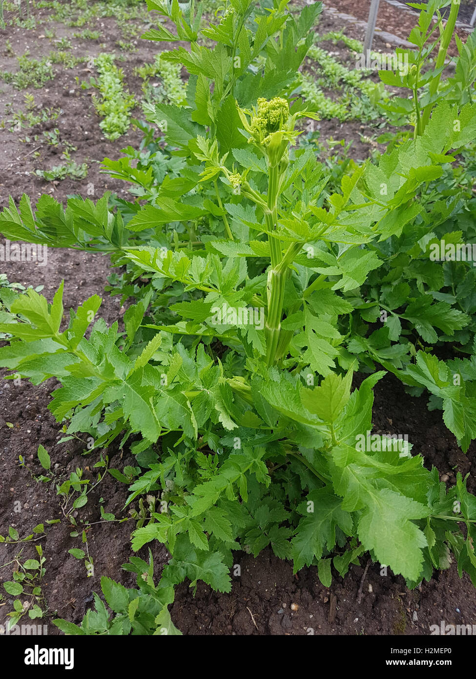 Pastinake; Pastinaca; sativa, Gemuese, Heilpflanze Stock Photo