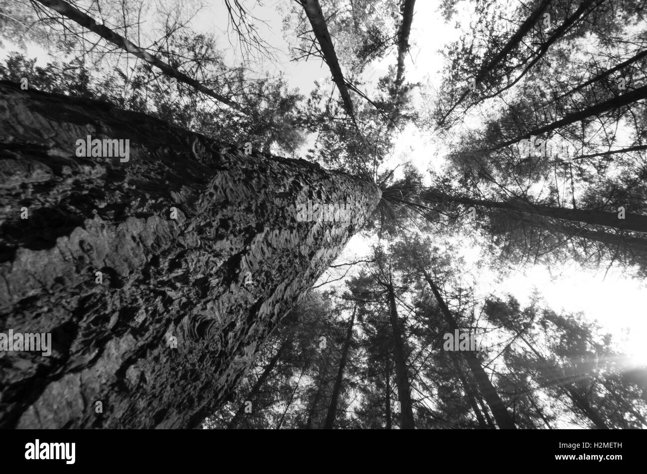 Looking up in Pine woodland, converted to black and white, Devon, April Stock Photo