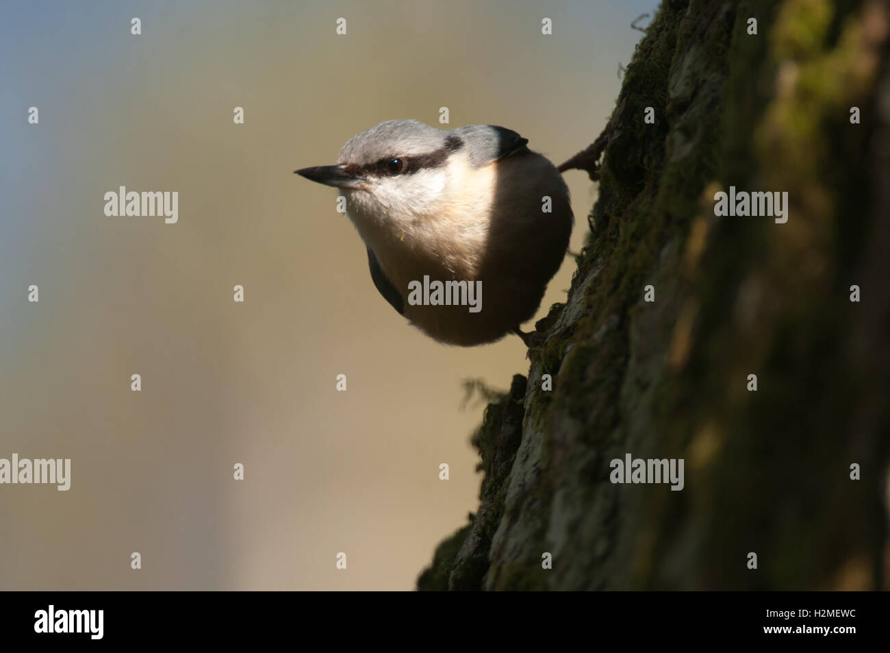 Eurasian Nuthatch Sitta europaea clinging to side of tree trunk Devon, April, Stock Photo